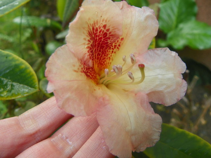 rhododendron Bernstein