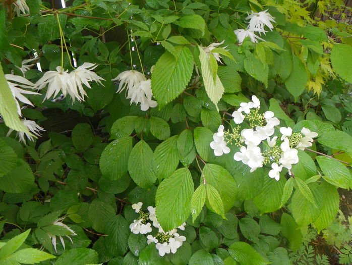 viburnum plicatum Lanarth