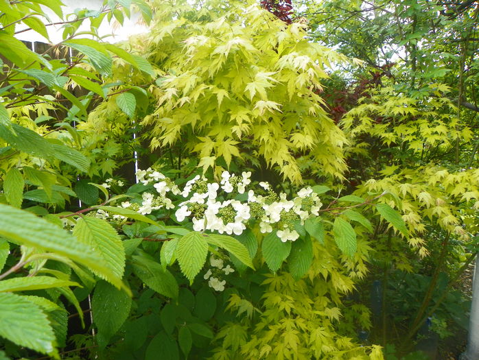 viburnum plicatum Lanarth si acer Orange Dream