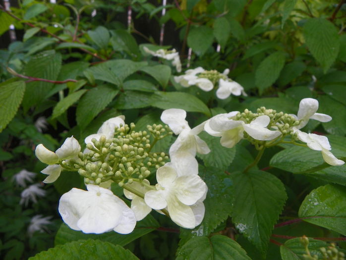 viburnum plicatum Lanarth