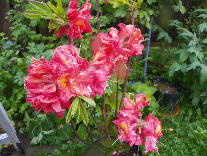 azalea Juanita