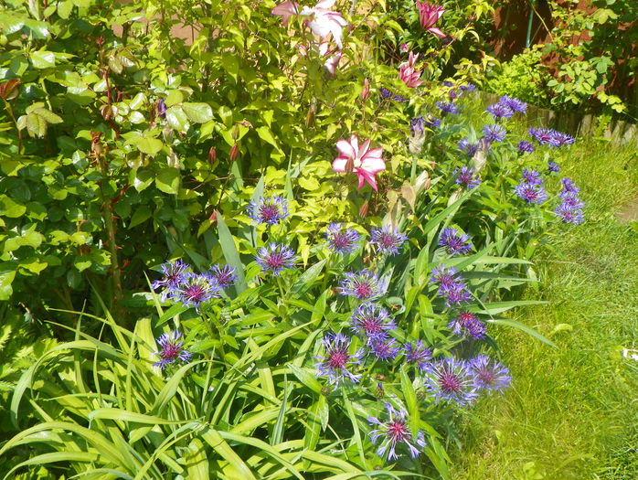 5 mai (26) - Gradina 2016