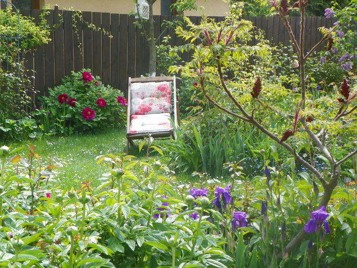 5 mai (83) - Gradina 2016