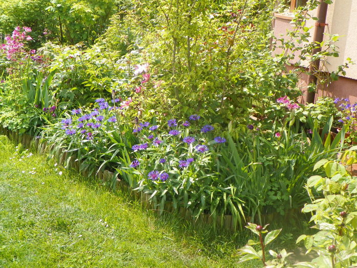 5 mai (87) - Gradina 2016