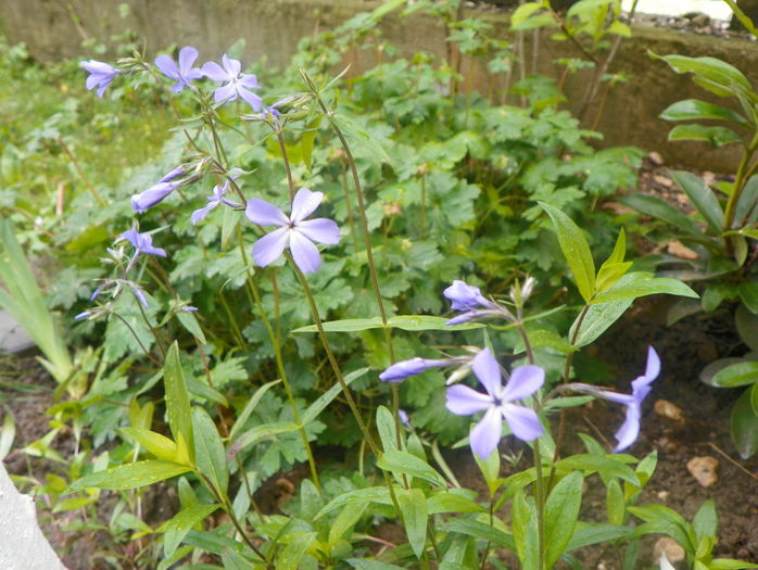 phlox divaricata laphamii