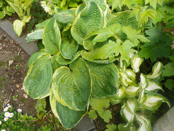 hosta Christmas Tree si undulata valiegata - Primavara 2016