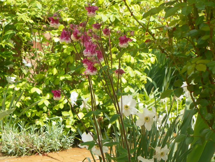 aquilegia Petticoat Pink - Primavara 2016