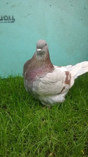 WP_20160505_005; Femela
