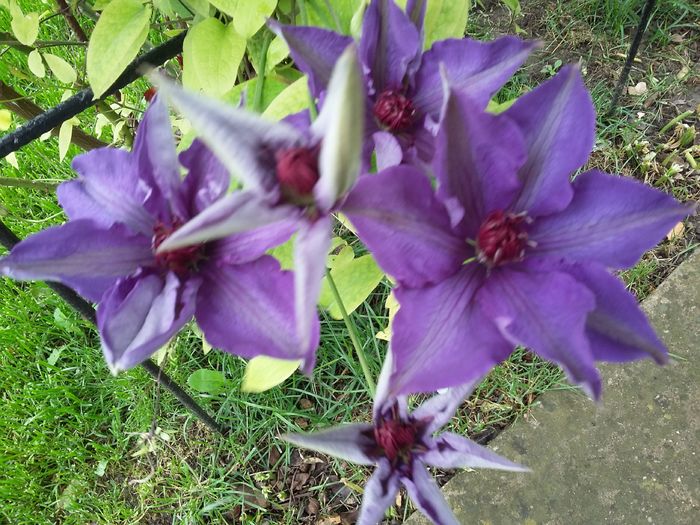 20160505_154724 - 2016 Clematis