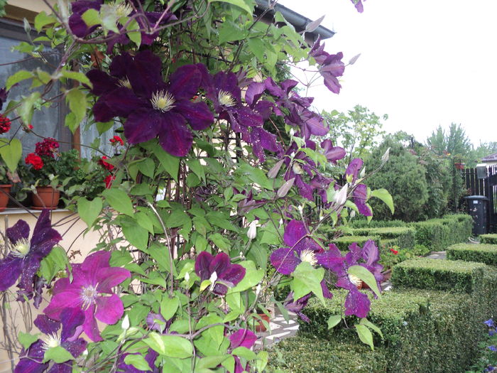 DSC03371 - clematite 2016