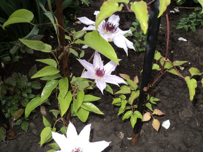 DSC03372 - clematite 2016