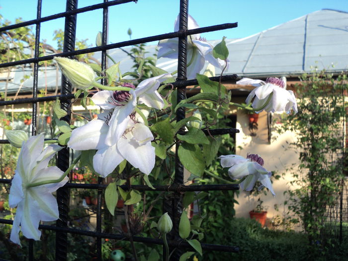 DSC03325 - clematite 2016