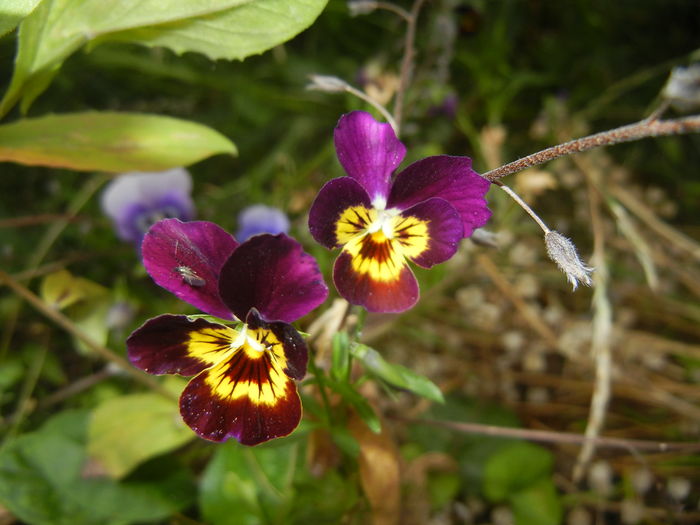 Pansy (2015, July 01) - PANSY_Viola tricolor