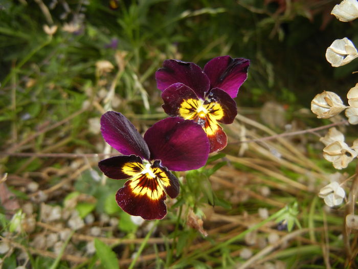 Pansy (2015, July 01) - PANSY_Viola tricolor