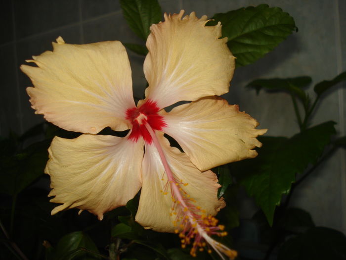 DSC05242 - Hibiscus Sry Lanka