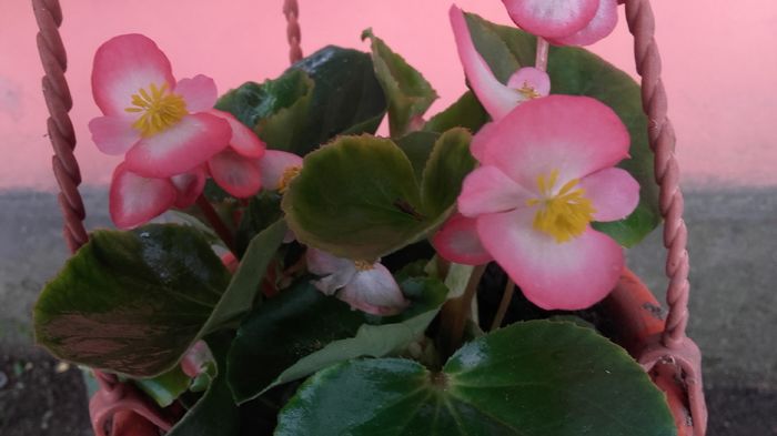 20160505_170106 - begonia  2016