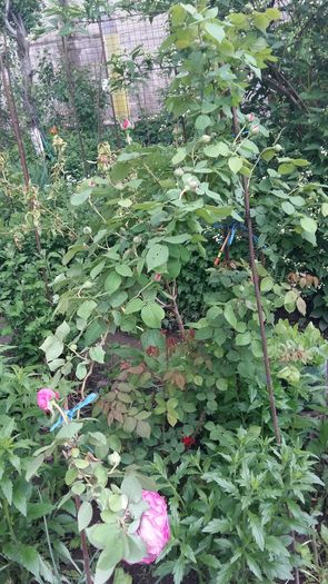 20160505_164938 - flori din curtea mea in 2016