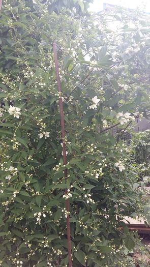 20160505_164857 - flori din curtea mea in 2016