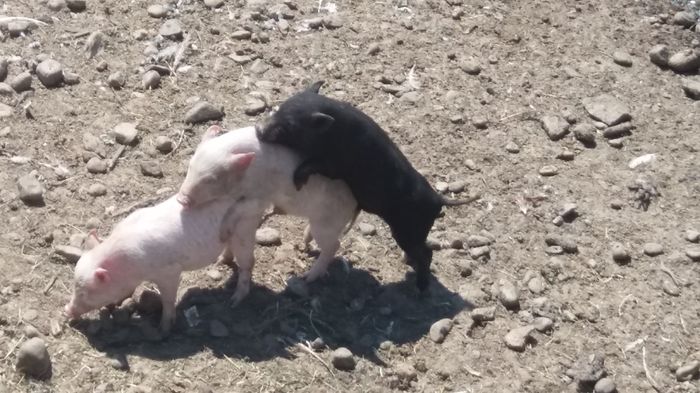 20160505_130117 - porc vietnamez - vietnami diszno