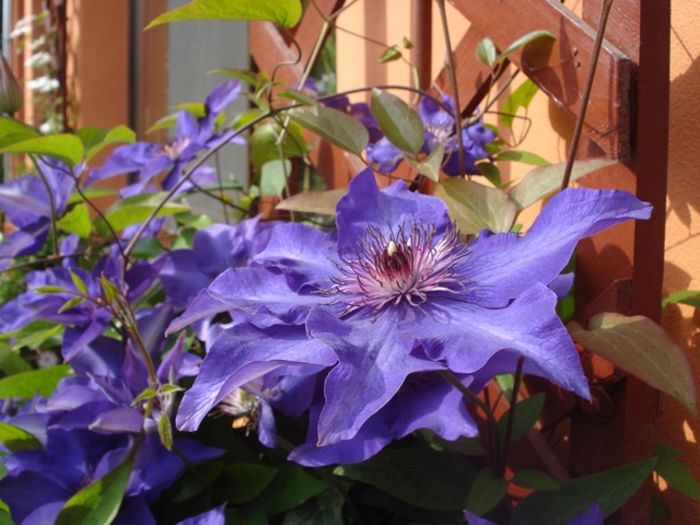 la apogeu (3) - b 2016 - in exterior