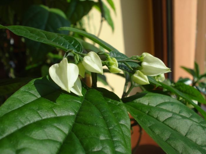 evolutie (1) - clerodendron thomsoniae