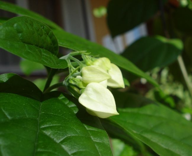 evolutie (2) - clerodendron thomsoniae