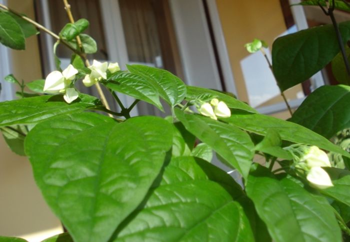 evolutie (3) - clerodendron thomsoniae