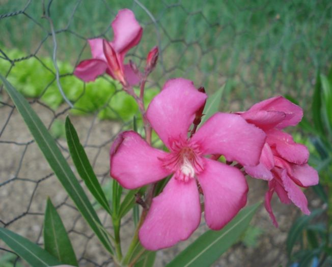 noi flori (6)