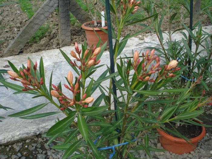 noi flori (1)