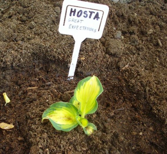 h great expectations (1)