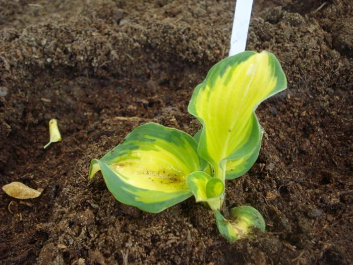 h great expectations (2)