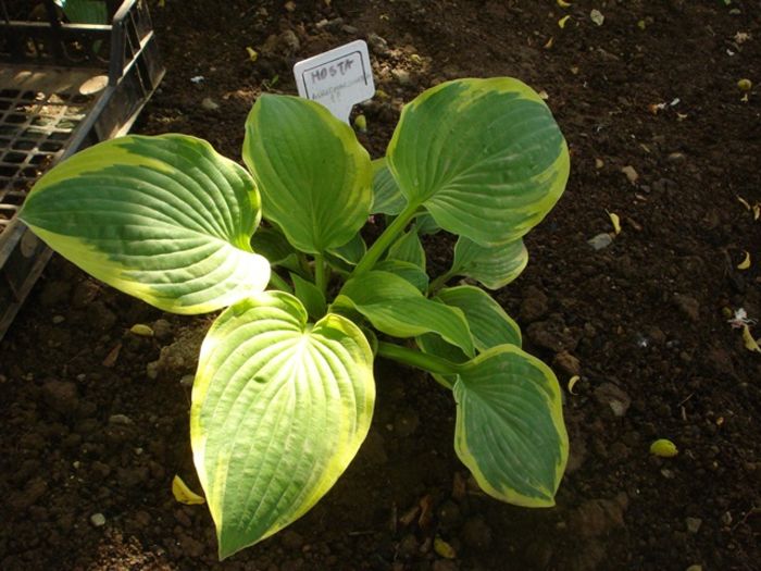 inceput de mai (1) - hosta