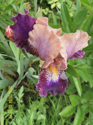 Wishful Whimsey - Irisii mei