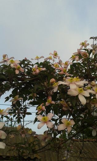 clematis montana rubens - Adunate 2016