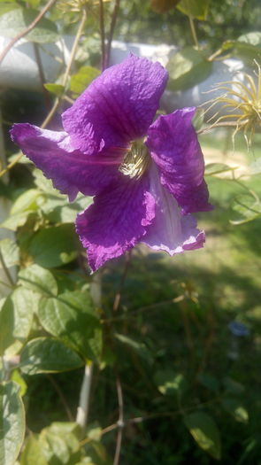 IMG_28082015_112119 - clematis  2015