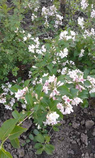 weigela - Adunate 2016