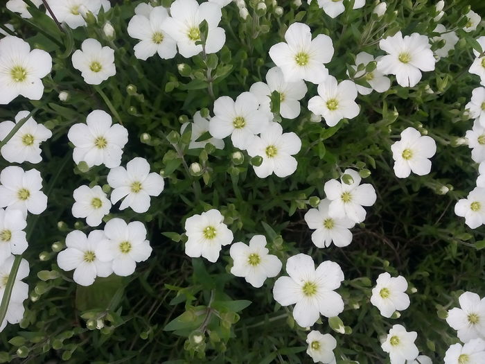 IMG_20160505_153430 - 2016 Primavara