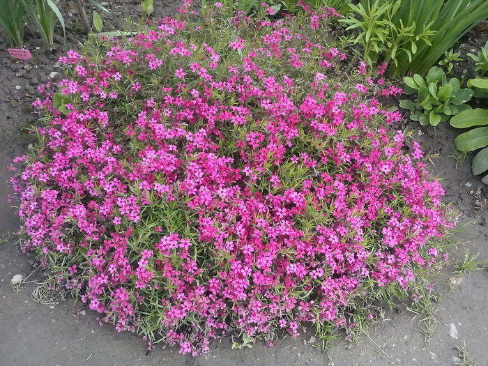 IMG_20160505_153542 - 2016 Primavara