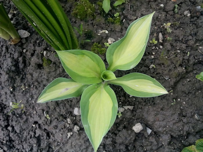 IMG_20160505_153711 - 2016 Primavara