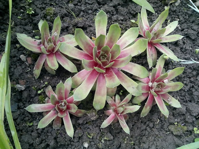 IMG_20160505_153732 - 2016 Primavara