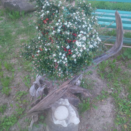 IMG_20160505_202436 - gradina mai 2016