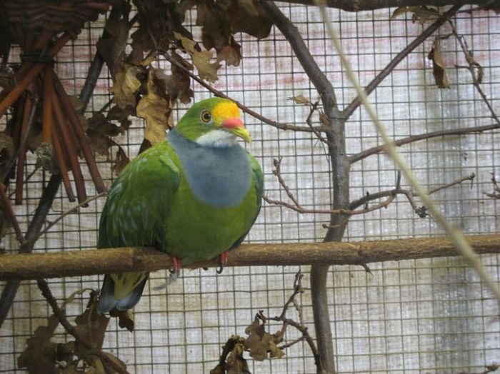 ptilinopus aurantiifrons - 1----Porumbei si turturici exotice----exotic doves and pigeons