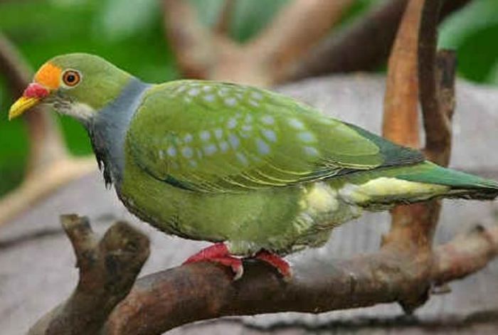 ptilinopus aurantiifrons - 1----Porumbei si turturici exotice----exotic doves and pigeons