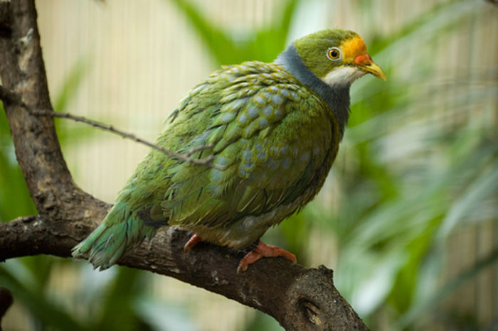 ptilinopus aurantiifrons - 1----Porumbei si turturici exotice----exotic doves and pigeons