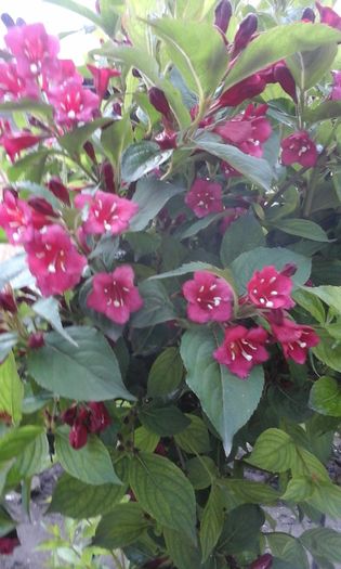  - weigela