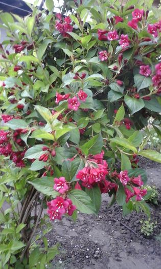  - weigela