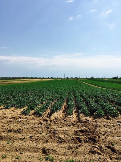 cartofi 2016 soi carera plantati pe 18 martie