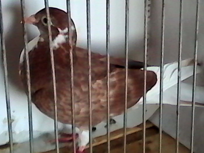 meulemans,din perechea 2