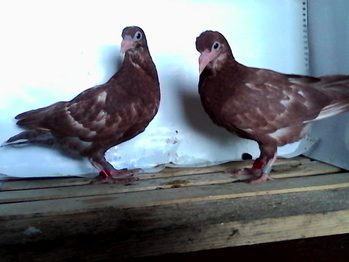 meulemans ambii din perechea nr.5