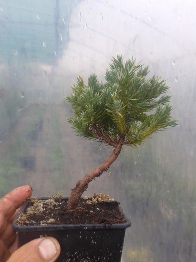 Fotografie0194 - 0 Prebonsai de vanzare